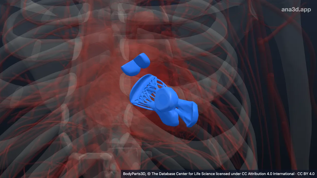 Modelo 3D: Porción de entrada del ventrículo izquierdo