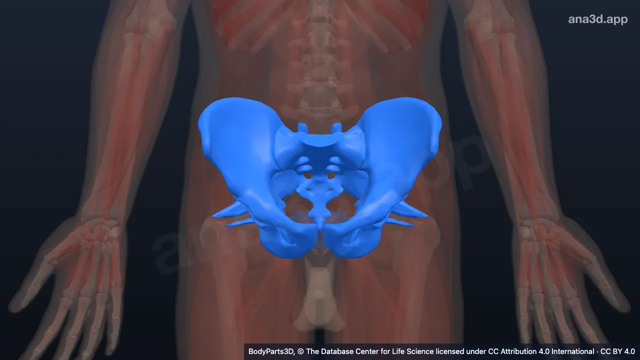 3D model: pelvis