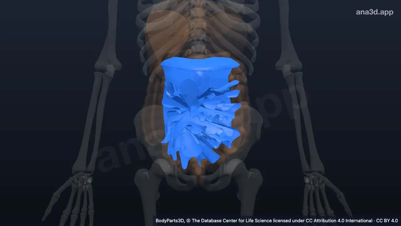 3D model: peritoneum