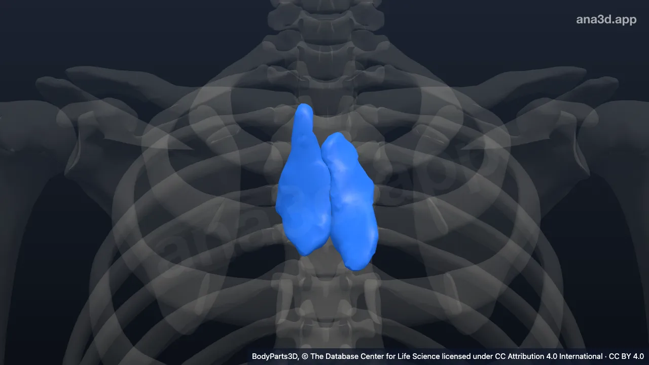 3D-Modell: Thymus
