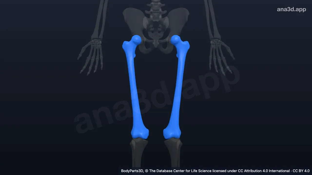Modelo 3D: fémur