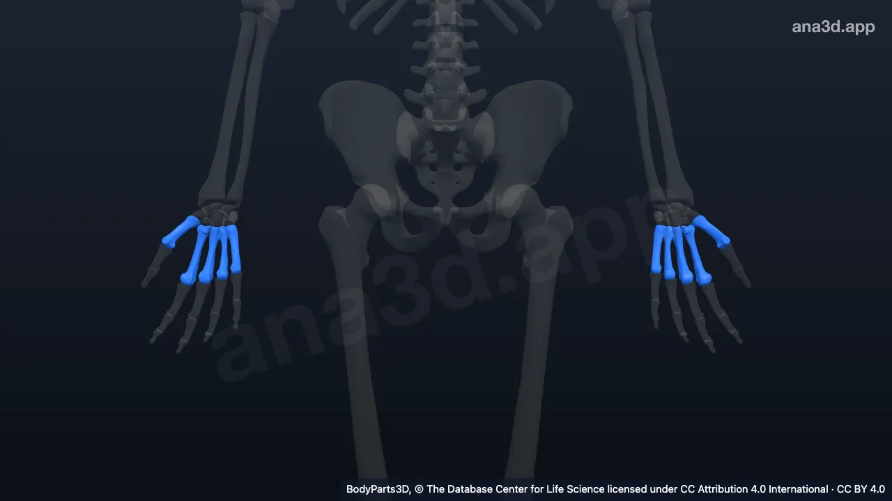Modèle 3D : Os métacarpien