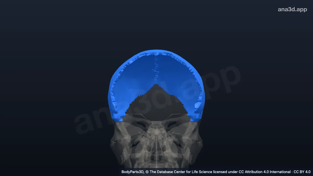 3D model: parietal bone