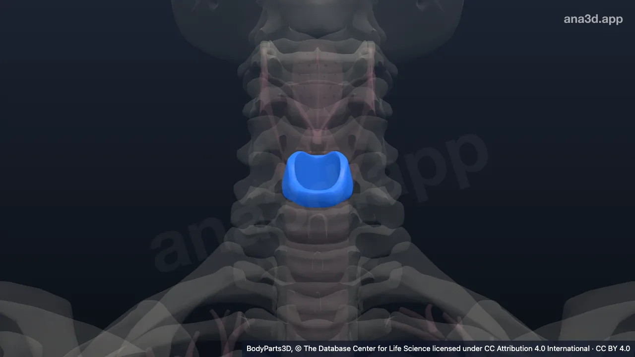 Modelo 3D: cartilagem cricoide