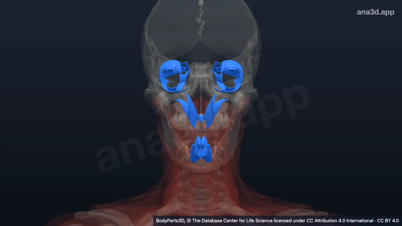 Modelo 3D: Músculos da cabeça