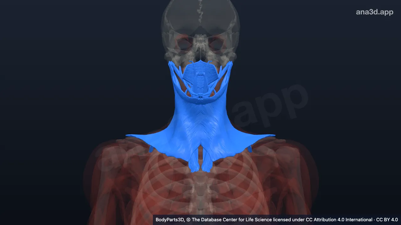 Modelo 3D: Músculos do pescoço