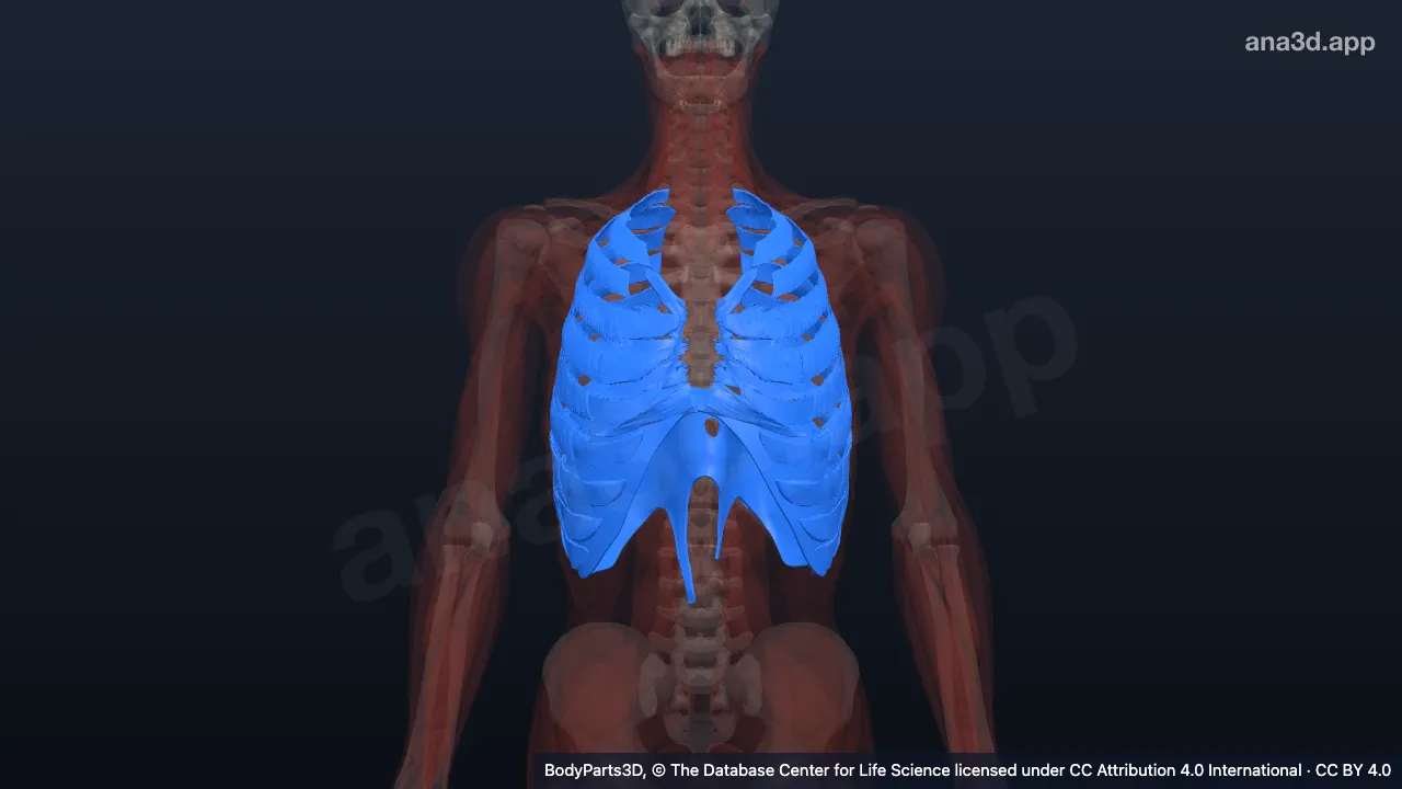 Modelo 3D: Músculos do tórax