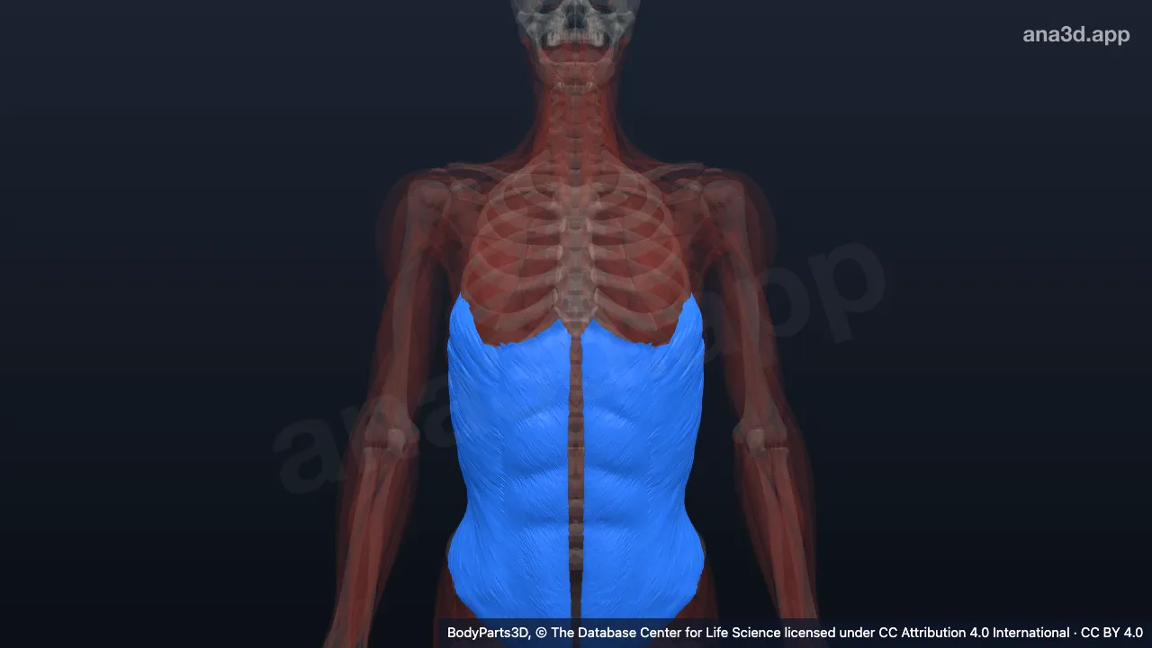 3D model: muscle of abdomen