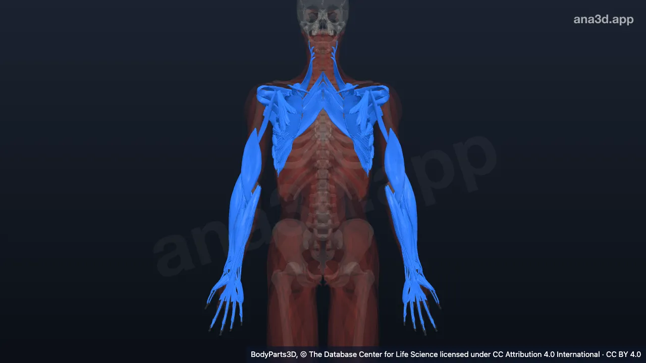 3D model: muscle of upper limb