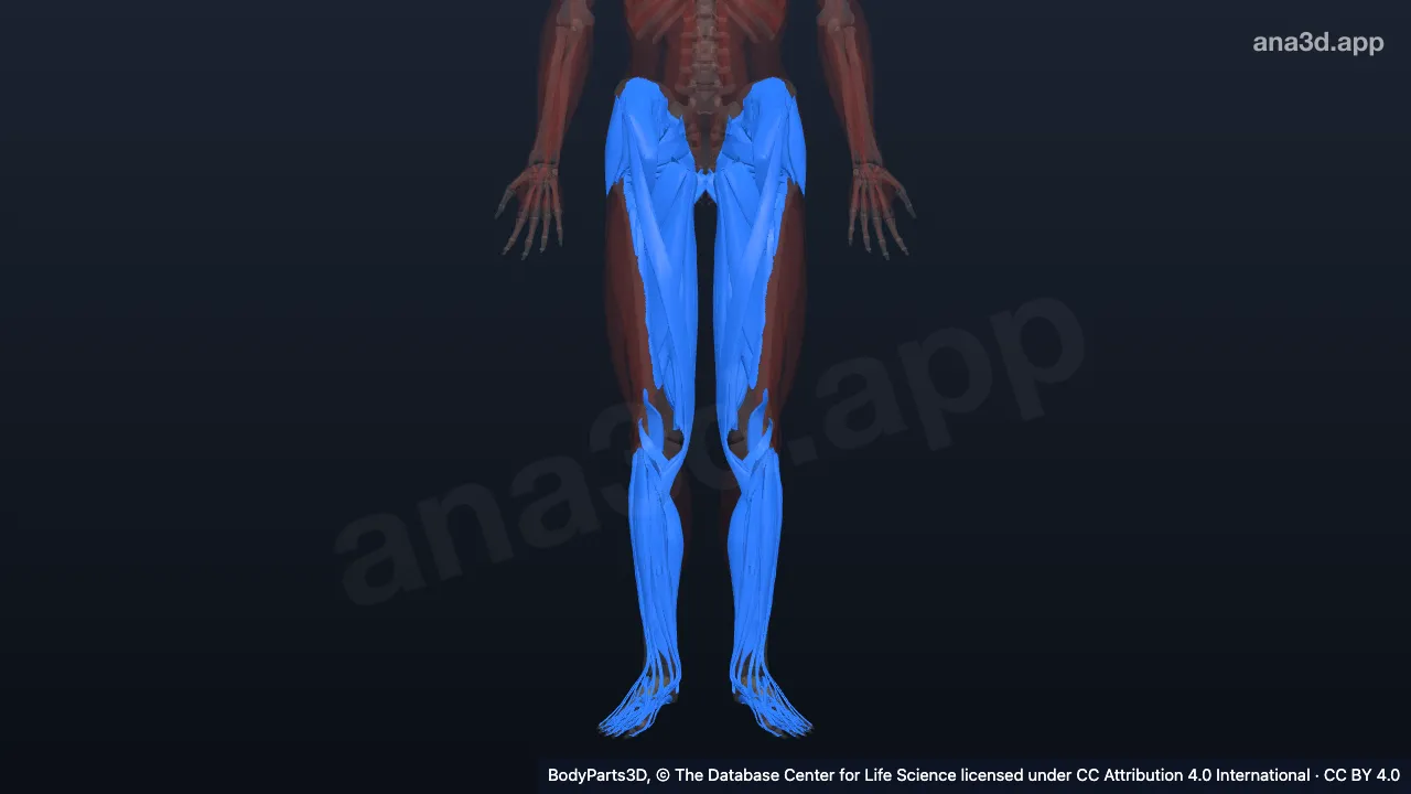 3D model: muscle of lower limb