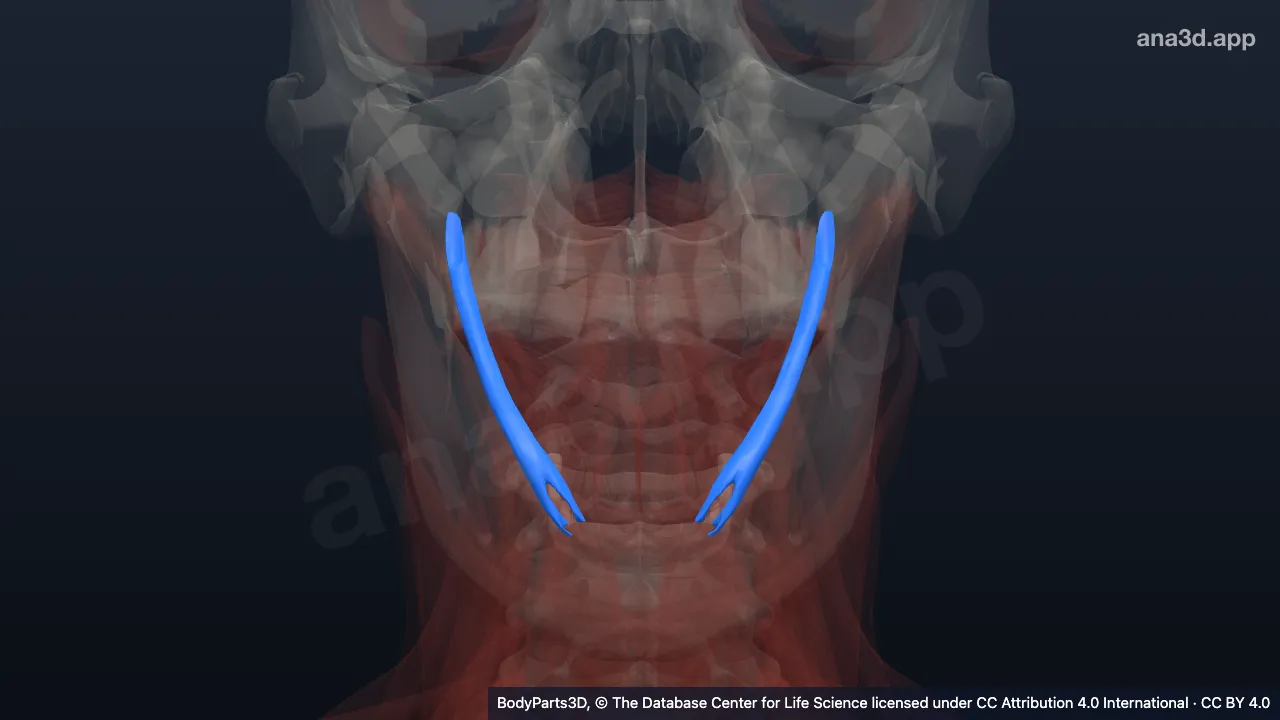 3D model: stylohyoid