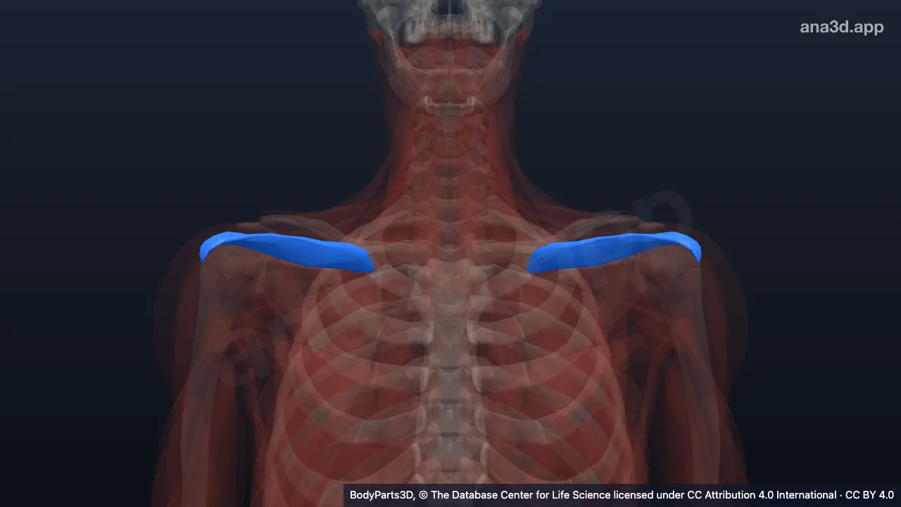 3D model: supraspinatus