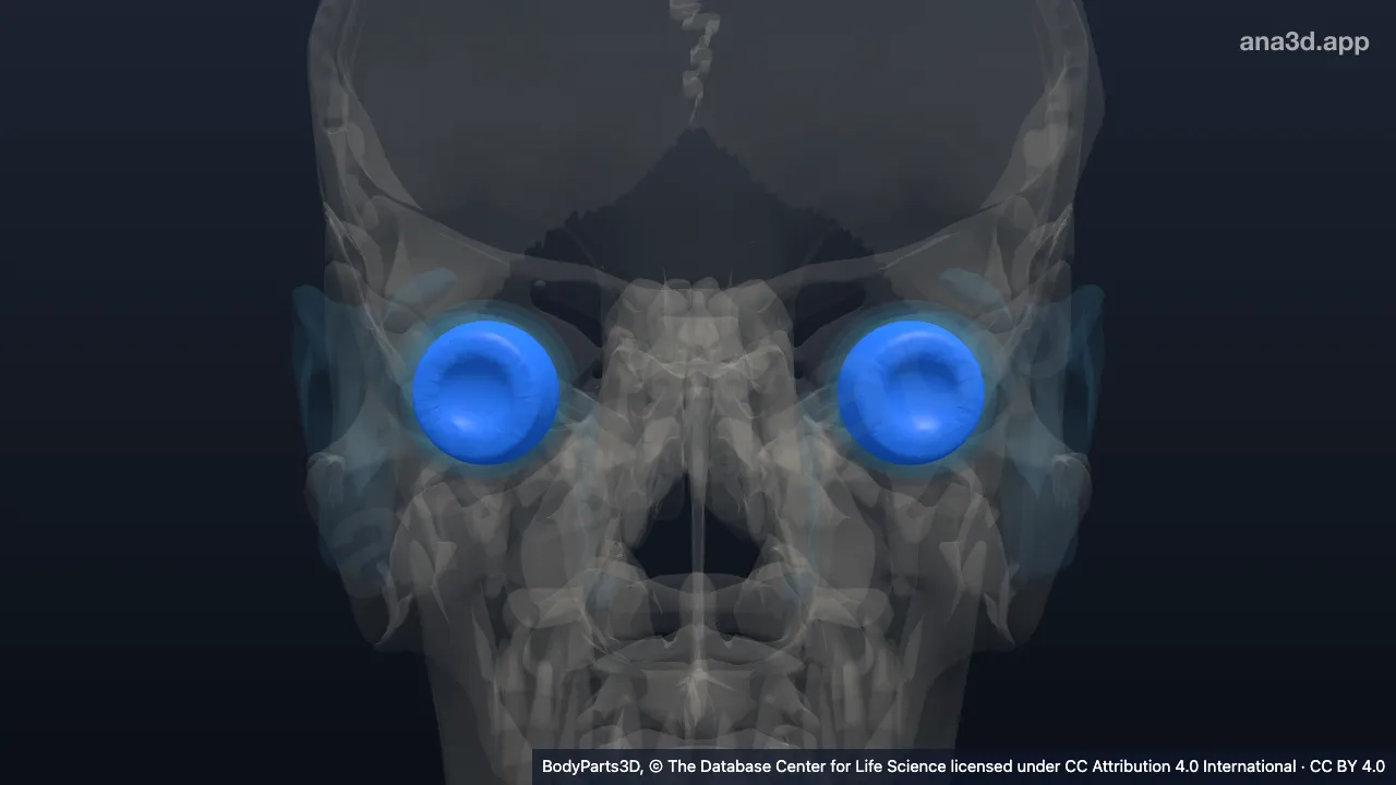 3D-Modell: Gewebe