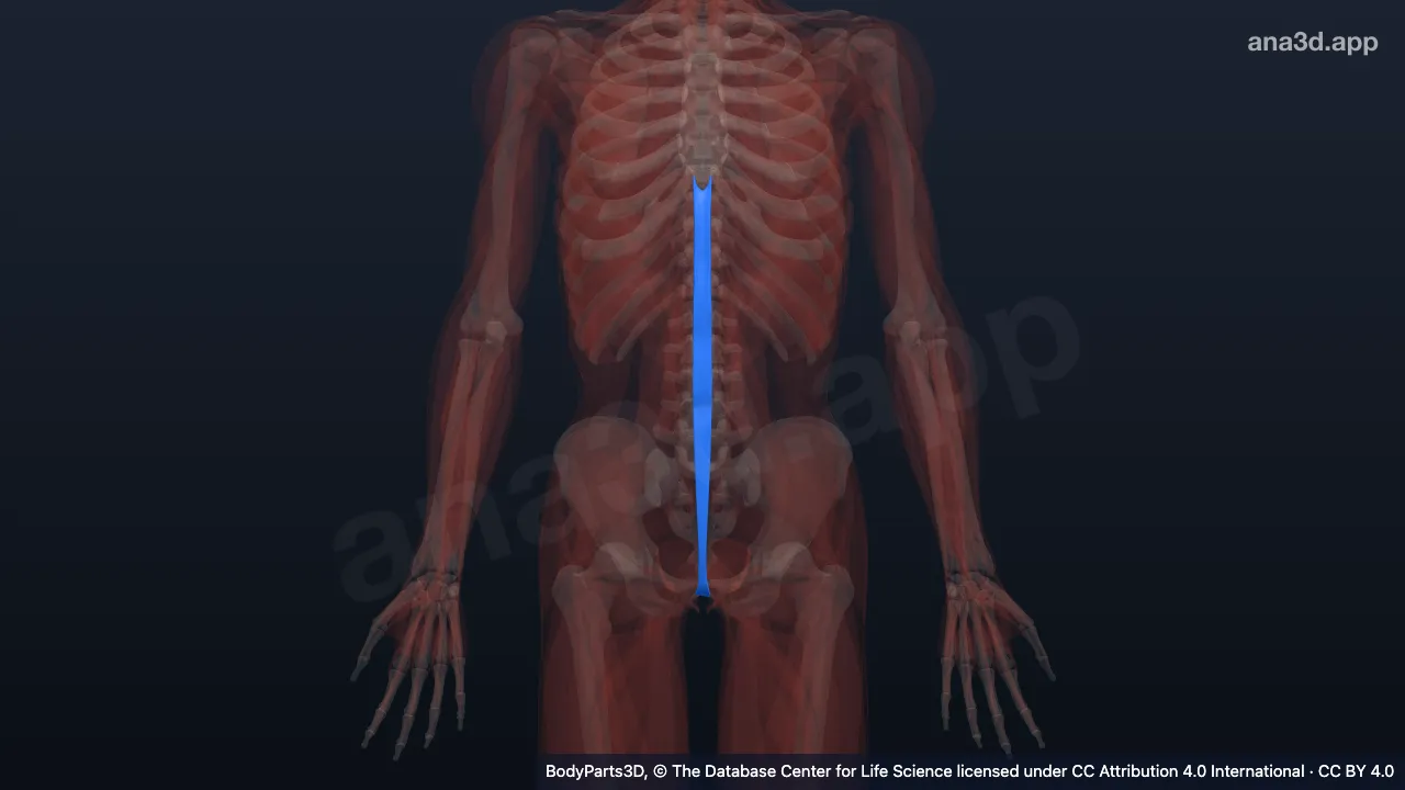 3D model: decussation