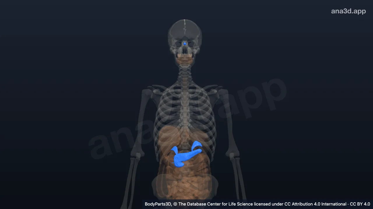 3D-Modell: Hormonsystem