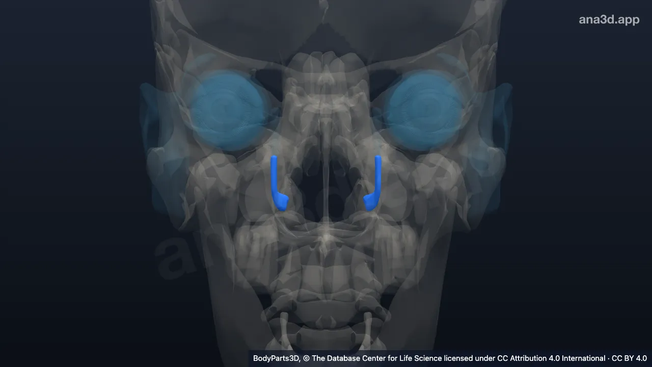3D model: nasolacrimal duct