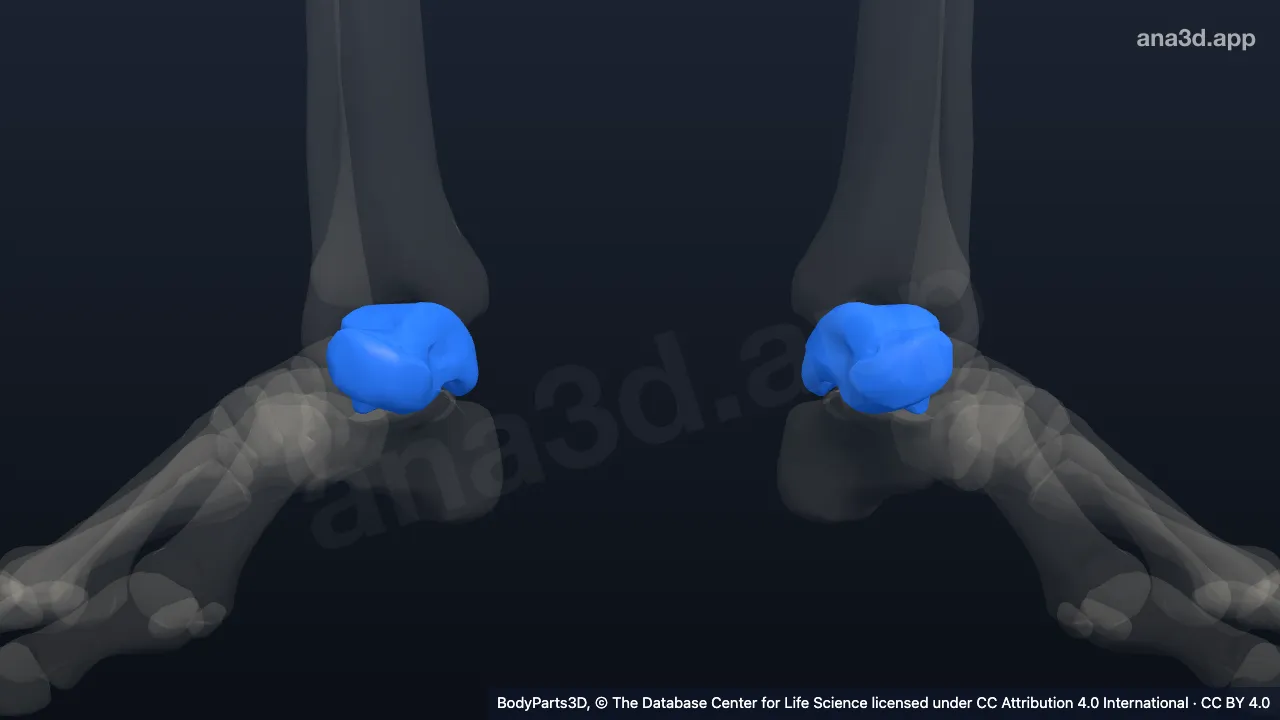 3D-Modell: Sprungbein