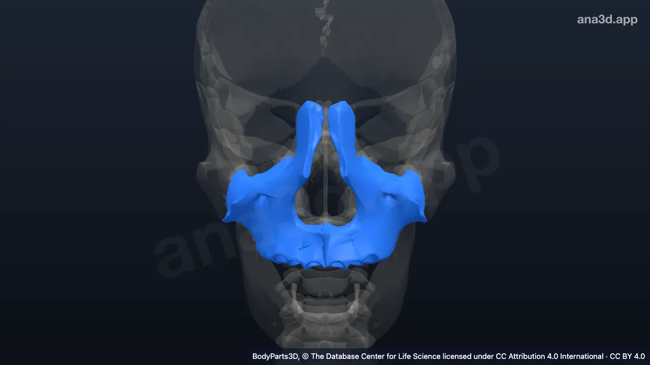 3D model: maxilla