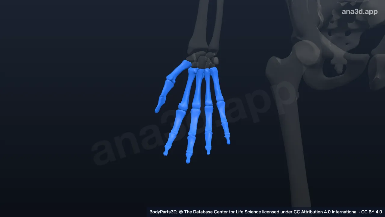 Model 3D: Tangan kanan