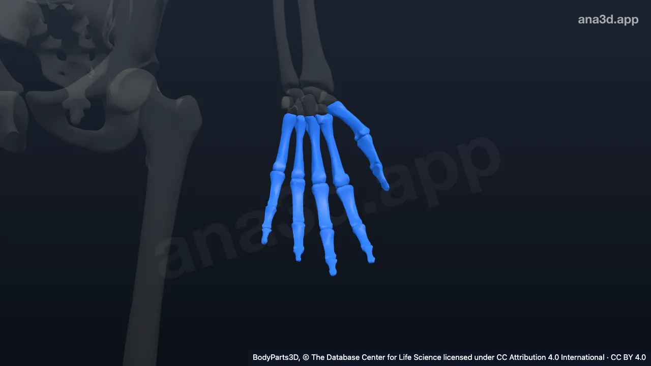 3D model: left hand