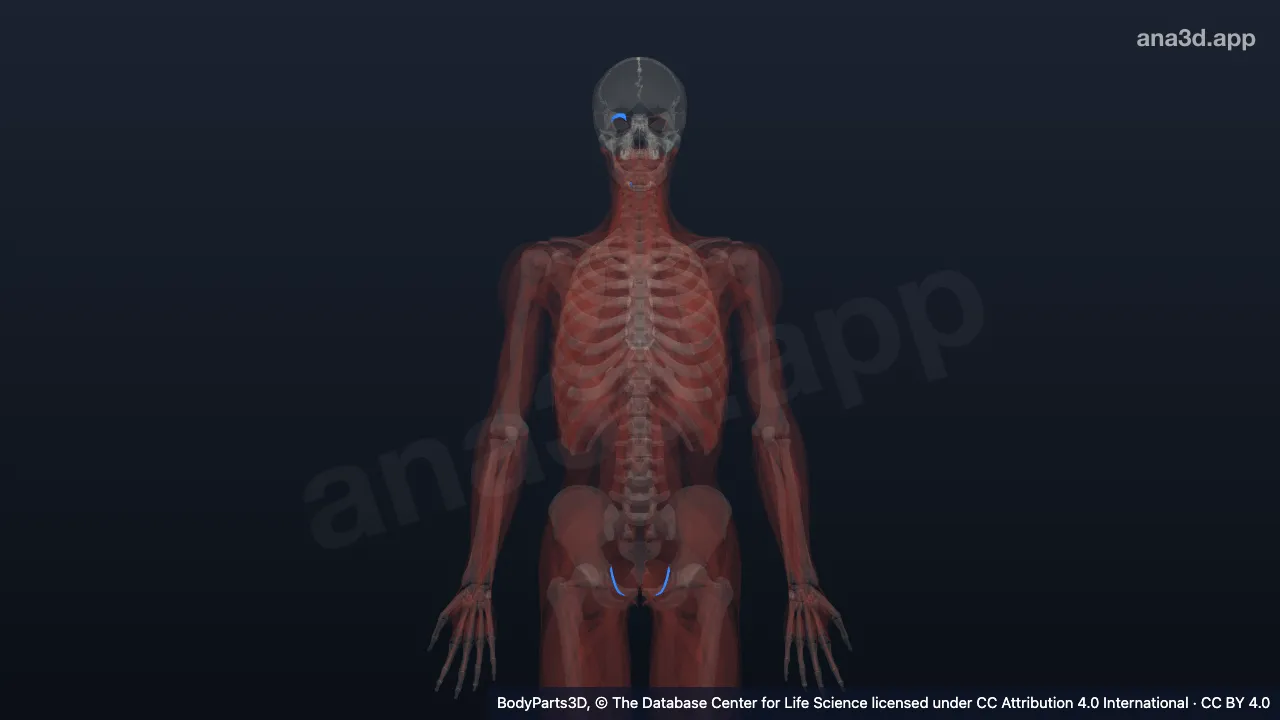 3D model: tendon