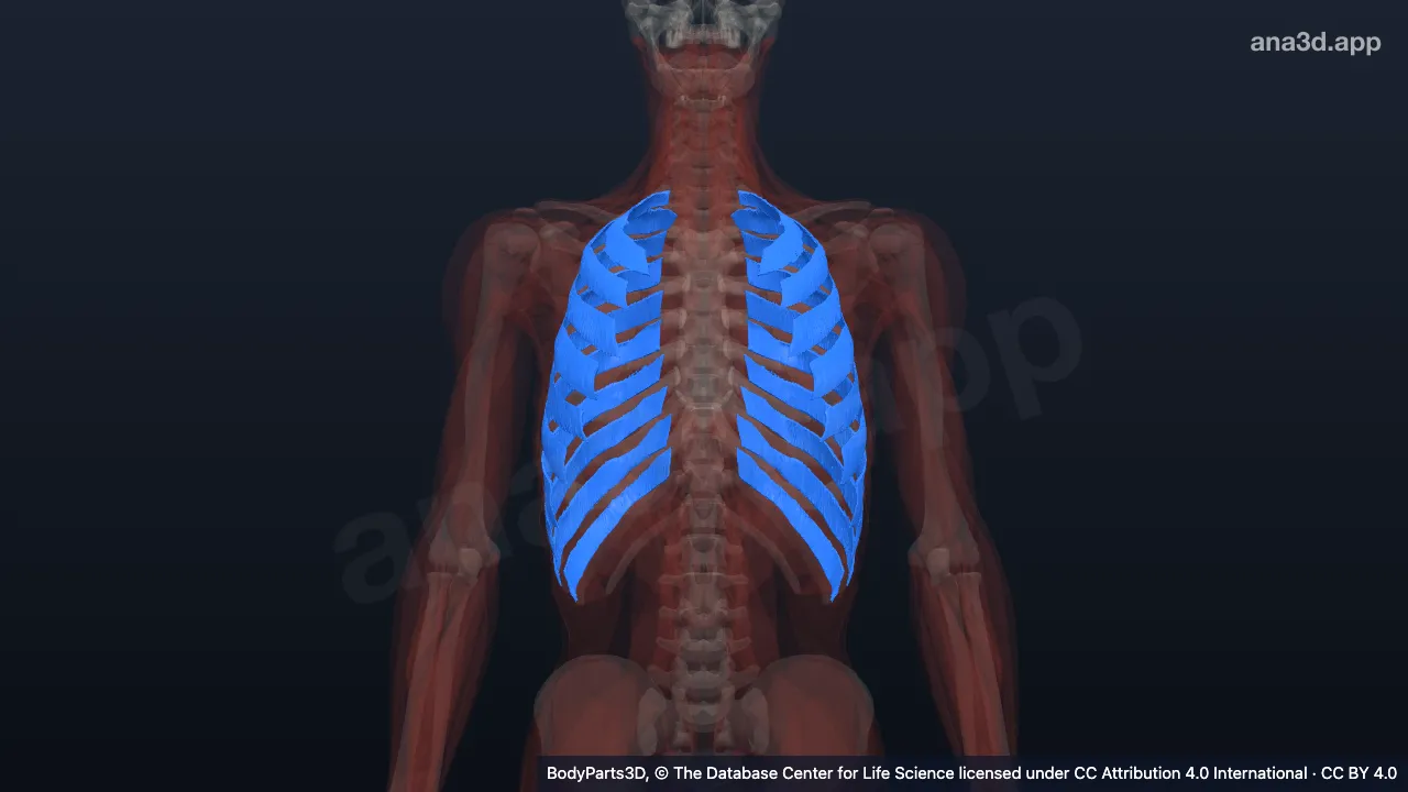 Mô hình 3D: Cơ gian sườn ngoài