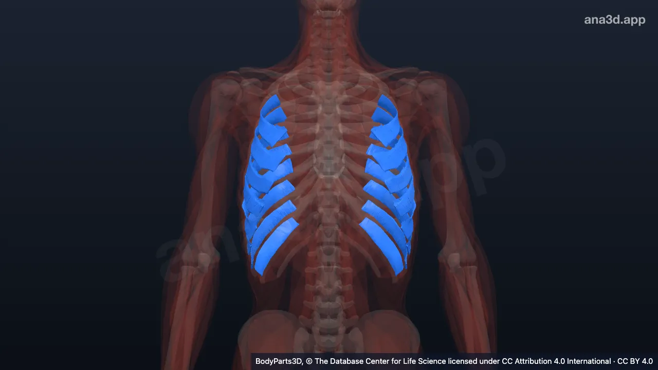 Modelo 3D: Músculo intercostal íntimo