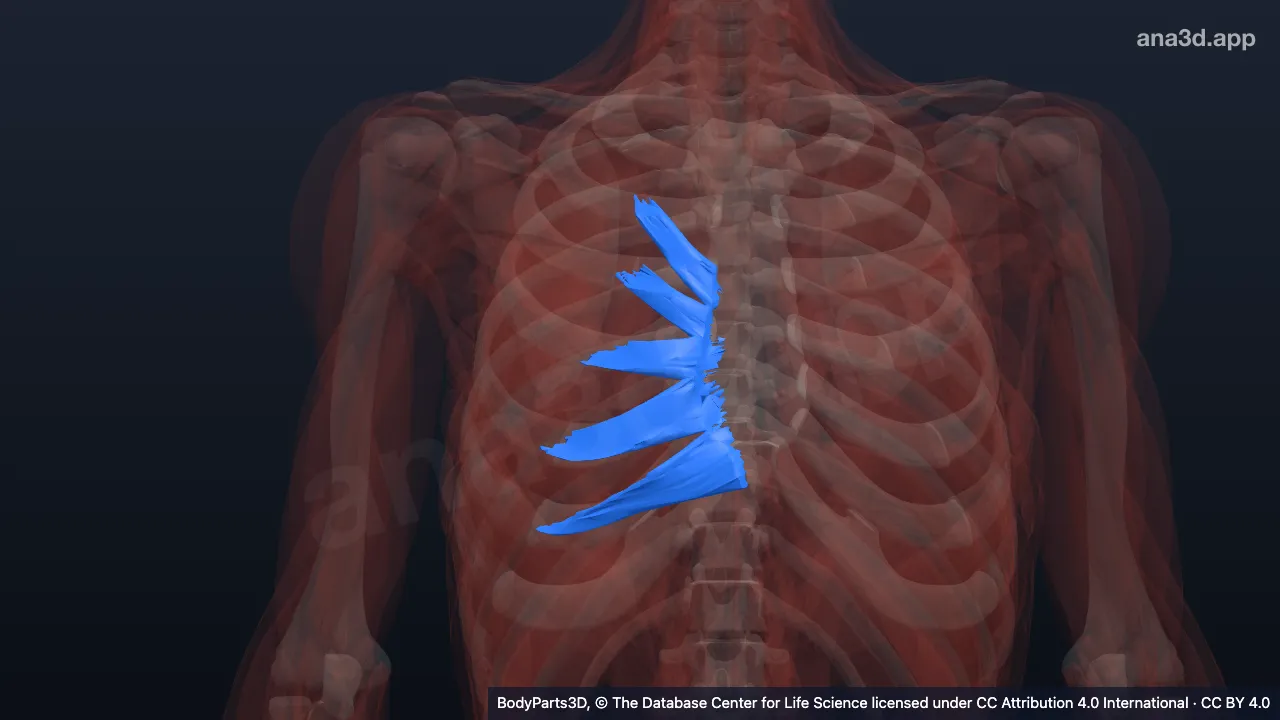3D model: right transversus thoracis