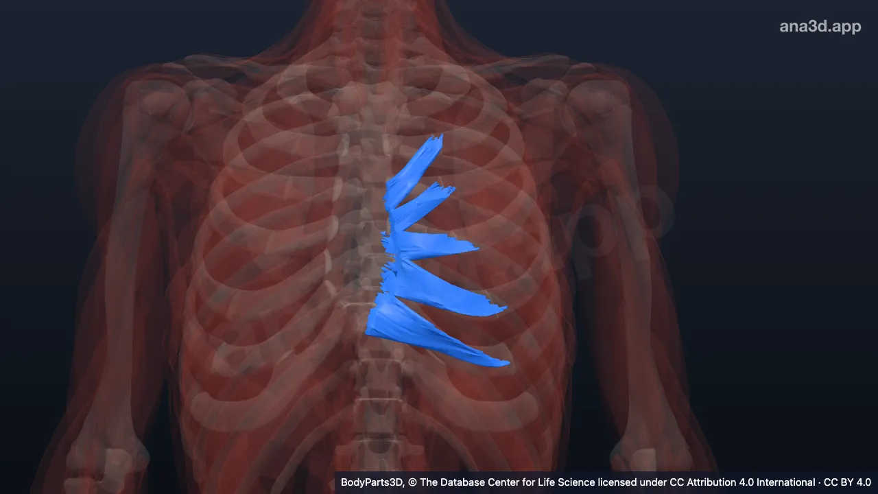 3D model: left transversus thoracis