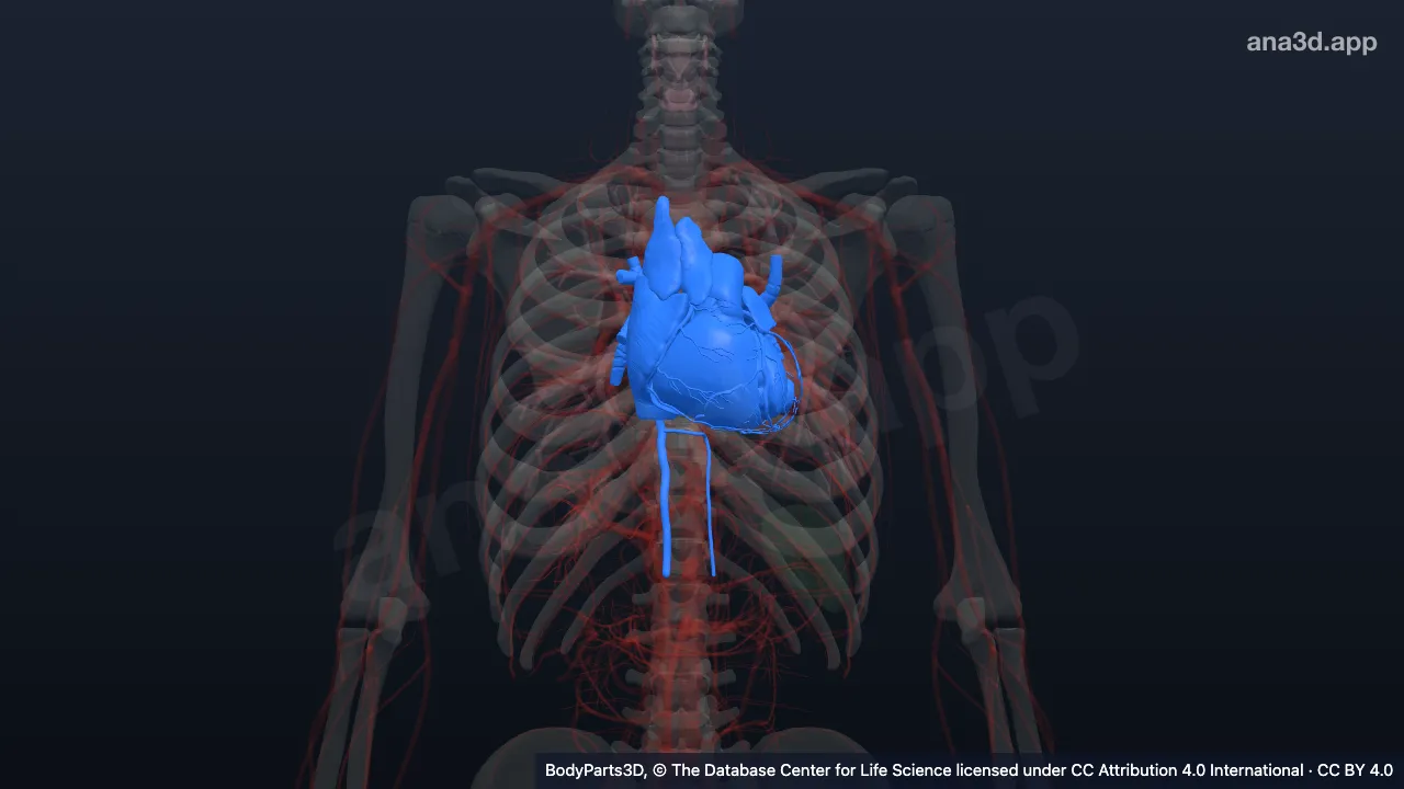 Modèle 3D : Médiastin inférieur
