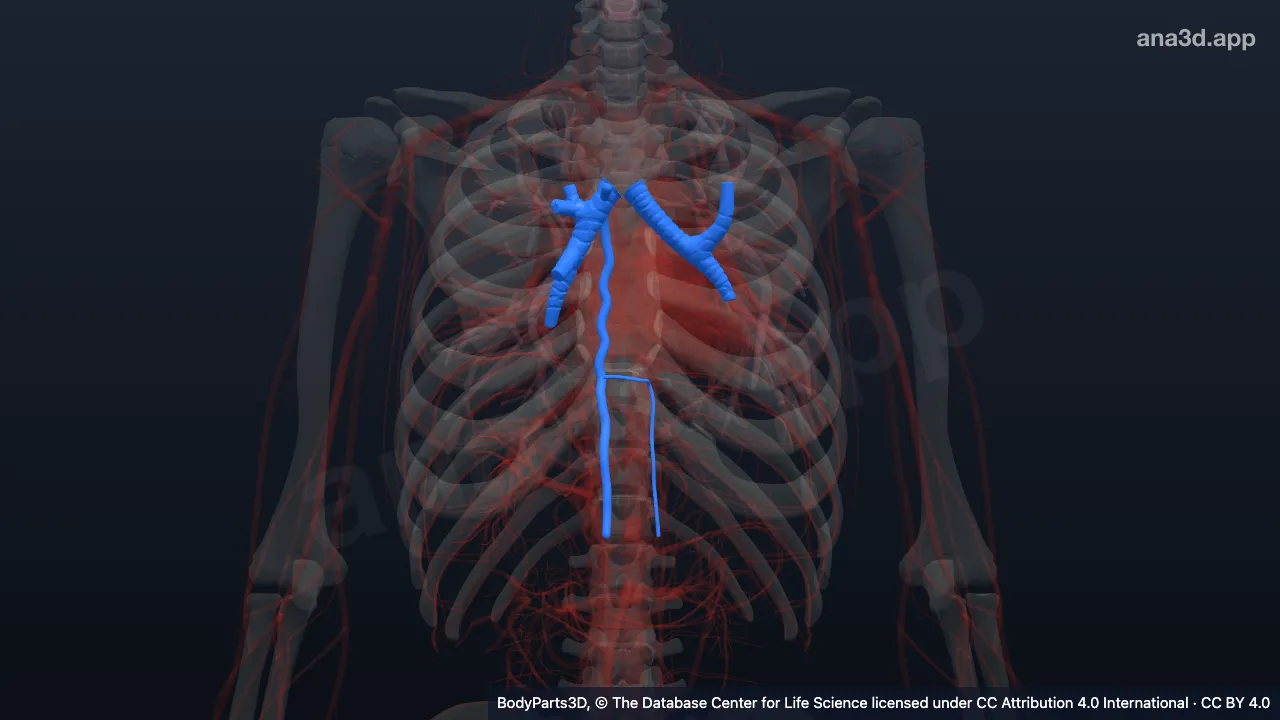 Modelo 3D: Mediastino posterior