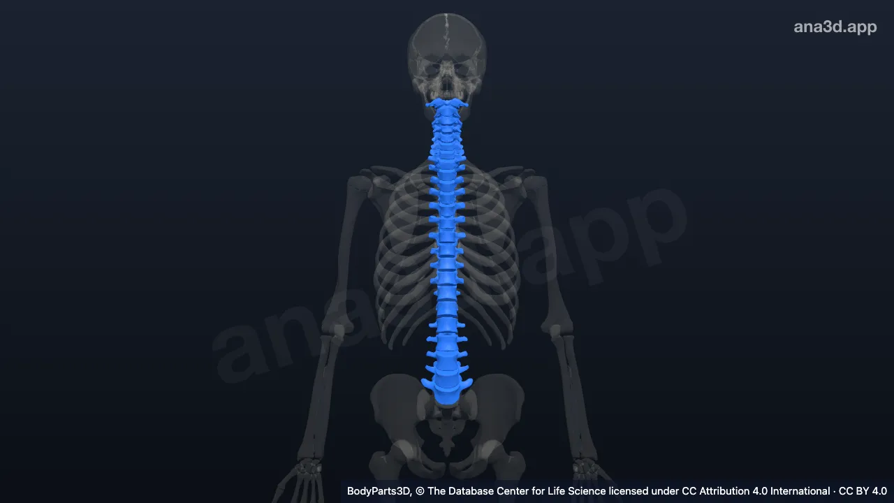 3D model: vertebra