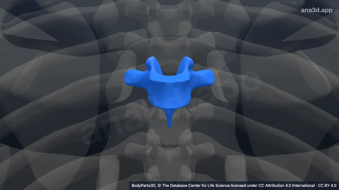 Model 3D: Vertebra torakalis ke-5