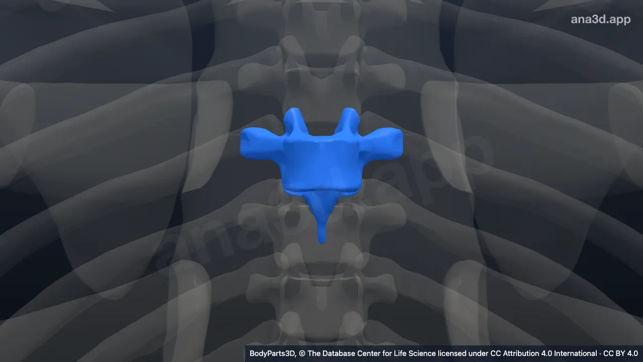 Modelo 3D: vértebra T6