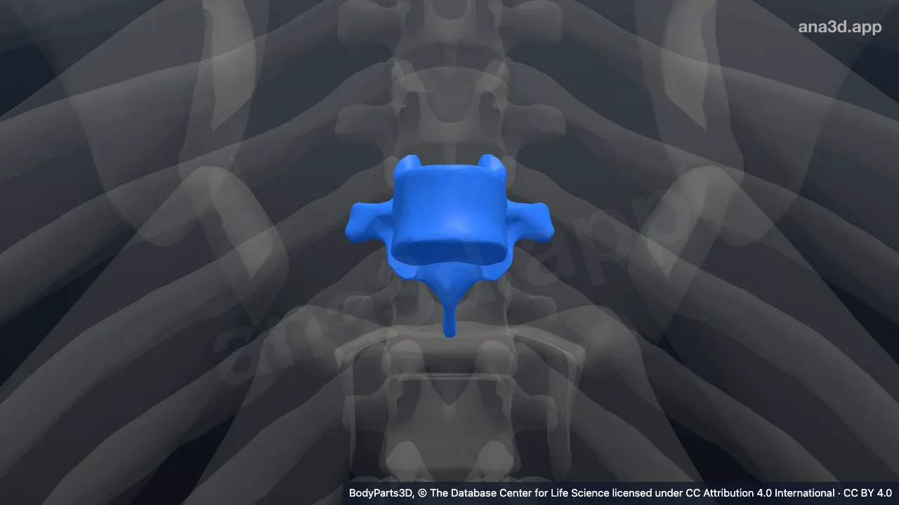 Model 3D: Vertebra torakalis ke-8