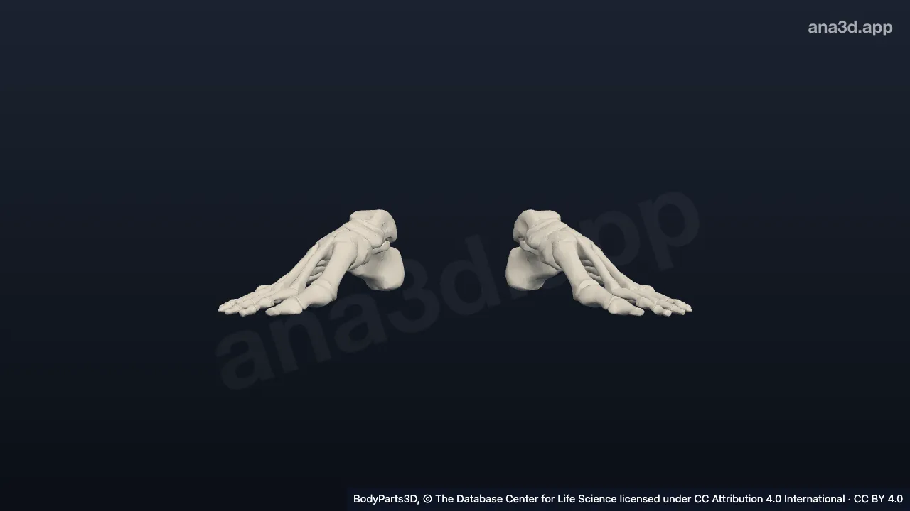 3D model: bones of foot