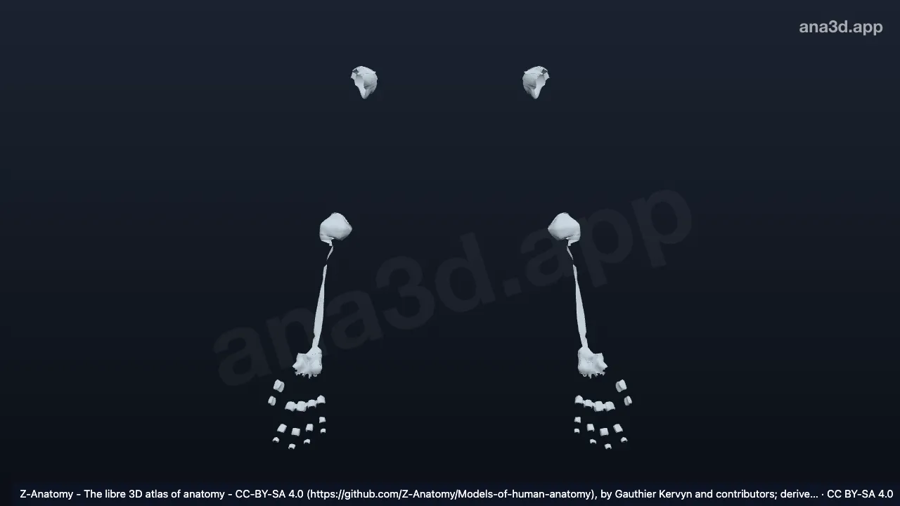 Modèle 3D : Articulations du membre supérieur libre
