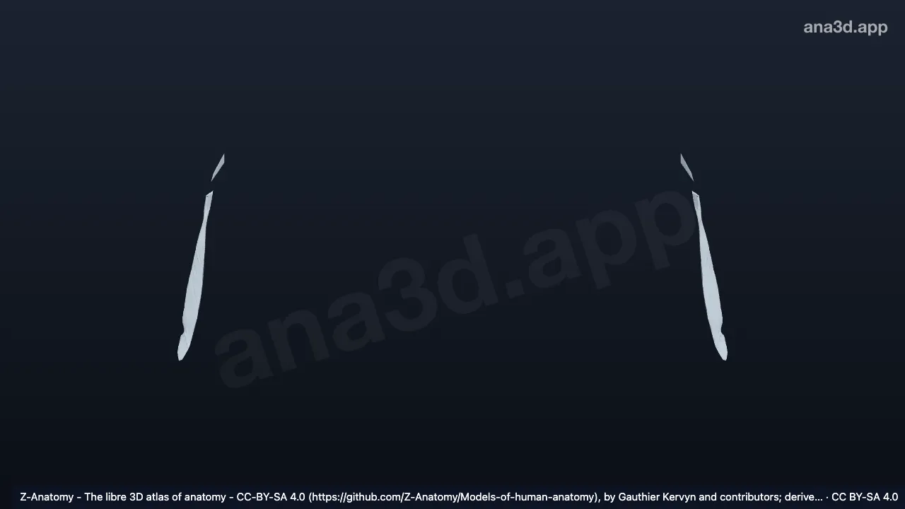 Modelo 3D: Articulações fibrosas da parte libre do membro superior