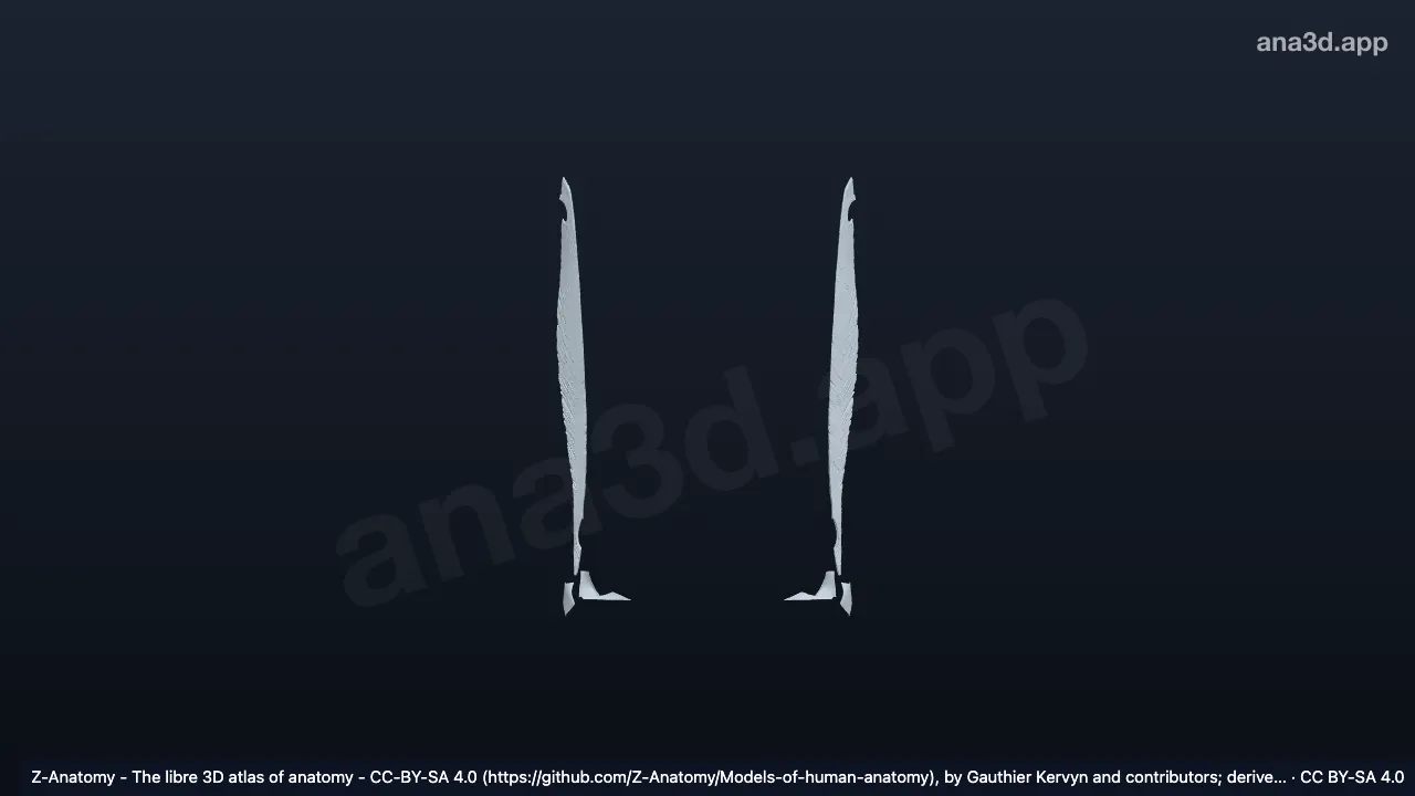 3D model: fibrous joints of free lower limb