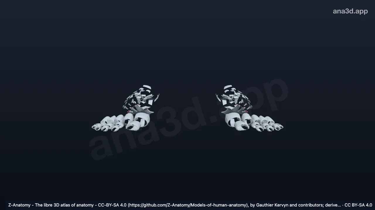 Modelo 3D: Articulações do pé