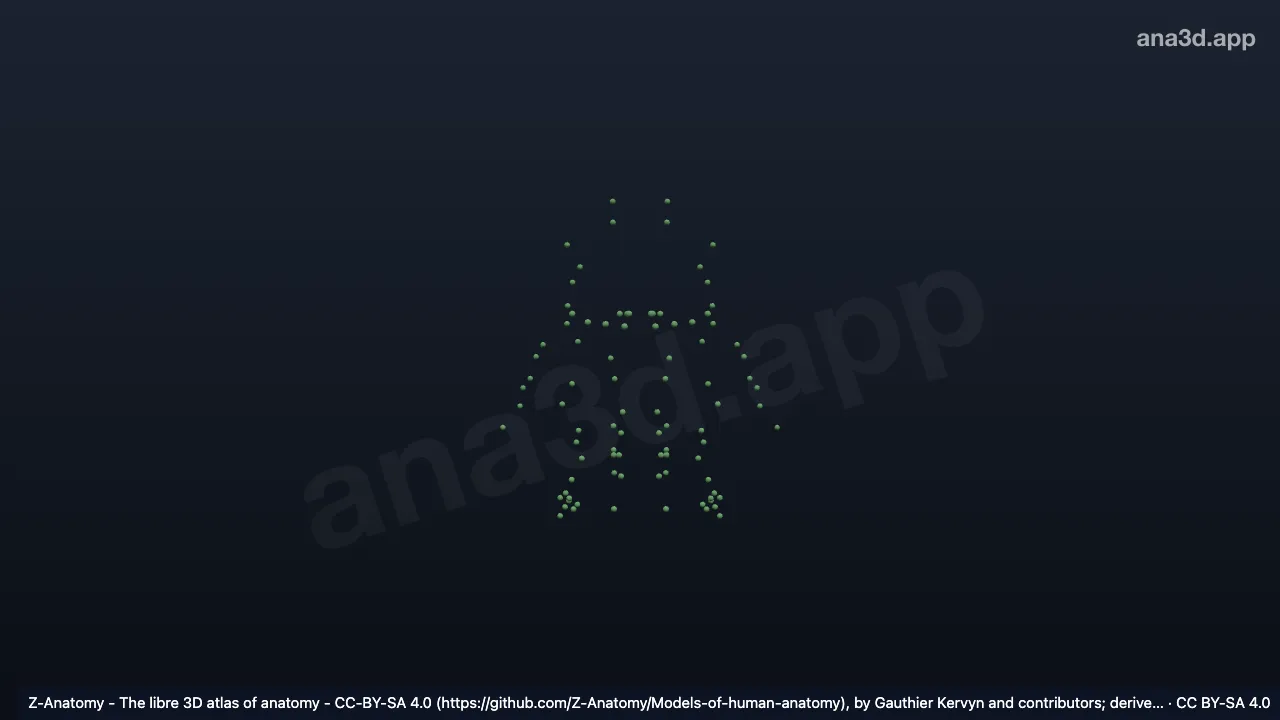3D-Modell: Lymphknoten des Halses