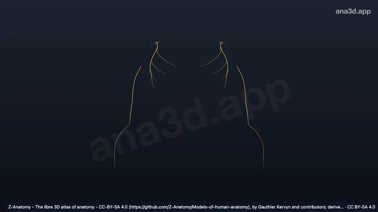 3D-Modell: Äste des Fasciculus lateralis des Plexus brachialis