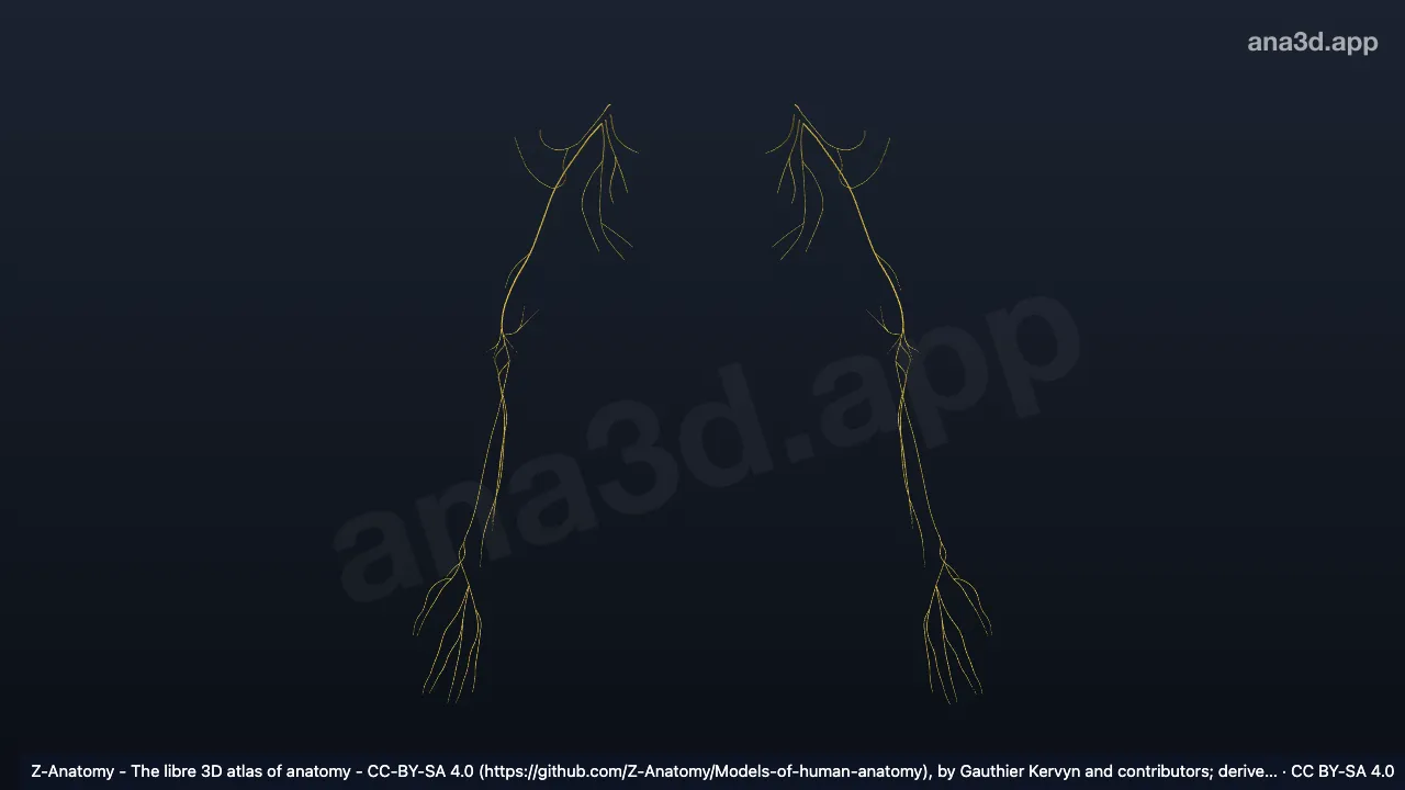 3D-Modell: Äste des Fasciculus posterior des Plexus brachialis
