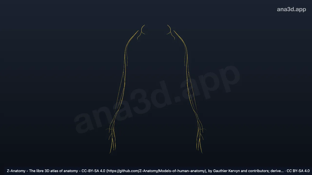 3D model: branches of medial cord of brachial plexus