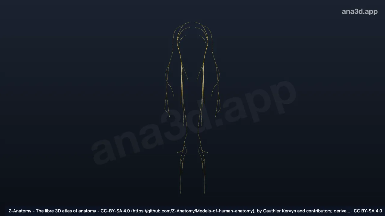 3D-Modell: Äste des hinteren Teils des Plexus lumbalis