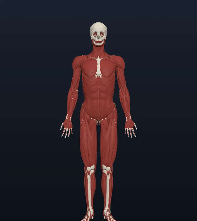 Hombre adulto (BodyParts3D)