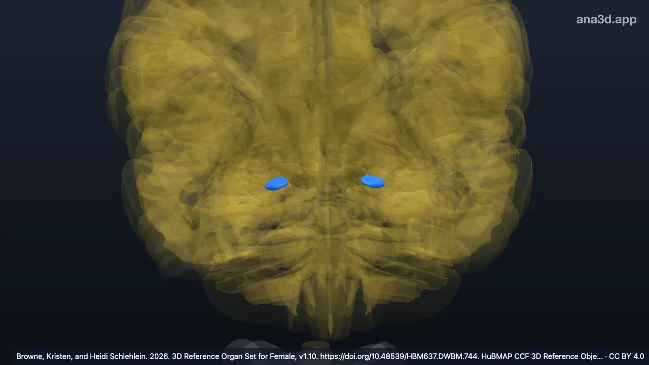 3D model: amygdalohippocampal area