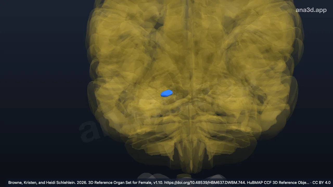 Model 3D: Area amigdalohipokampal kanan