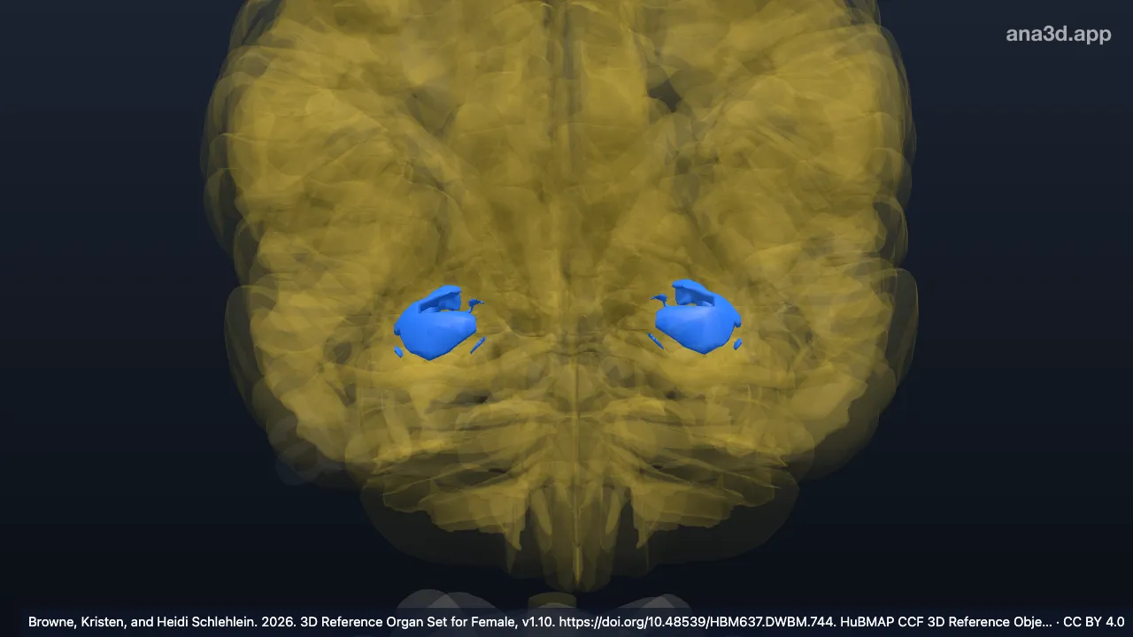 Modèle 3D : Complexe amygdalien