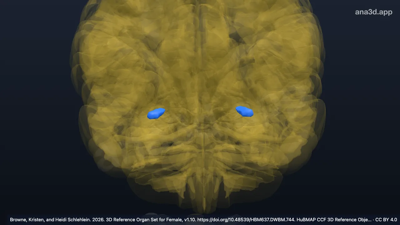 Model 3D: Area amigdaloid anterior
